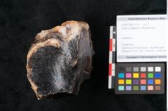 Foto (Objekt + Etikett) von Quercus gigantum Ettingshausen (NHMW-GEO-2024-0188-11579)